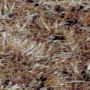 Harbor Brown (515)