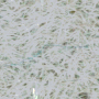 Chrome (592)