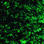British Green (514)